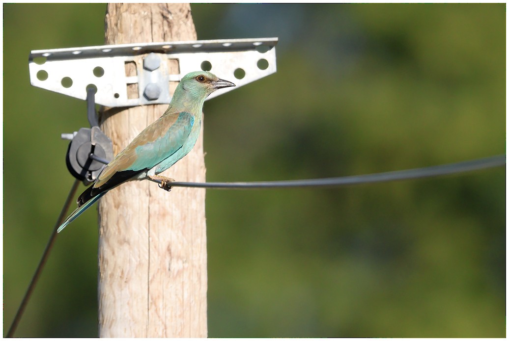 European Roller - ML481457131