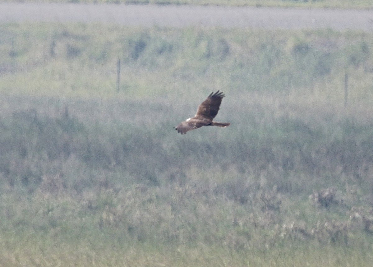 Western Marsh Harrier - ML48145811