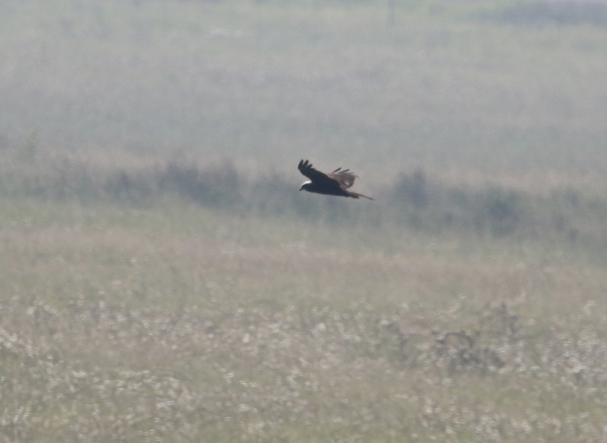 Western Marsh Harrier - ML48145821