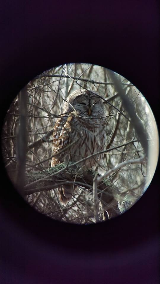 Barred Owl - ML48145961