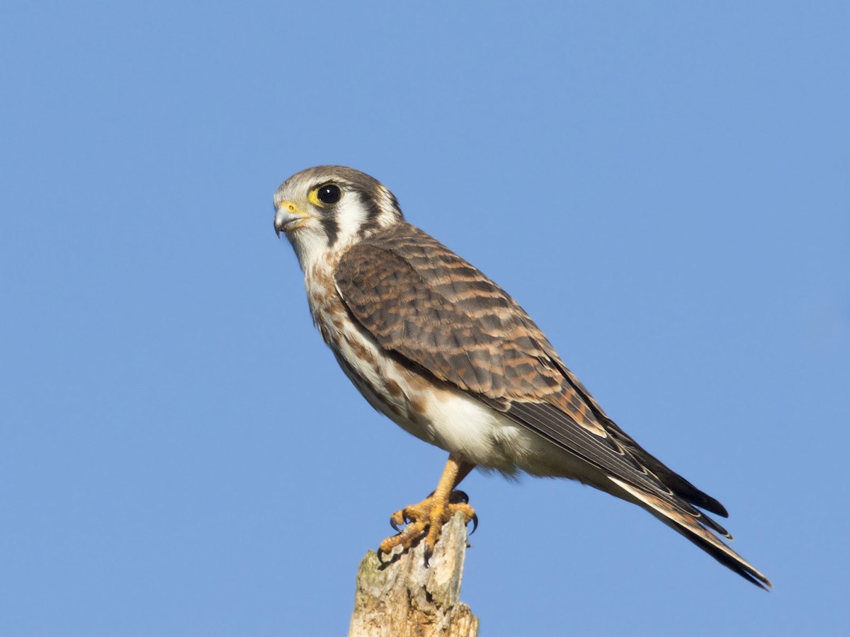 American Kestrel - ML481459651