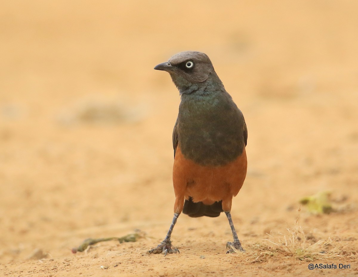 Chestnut-bellied Starling - ML481460301