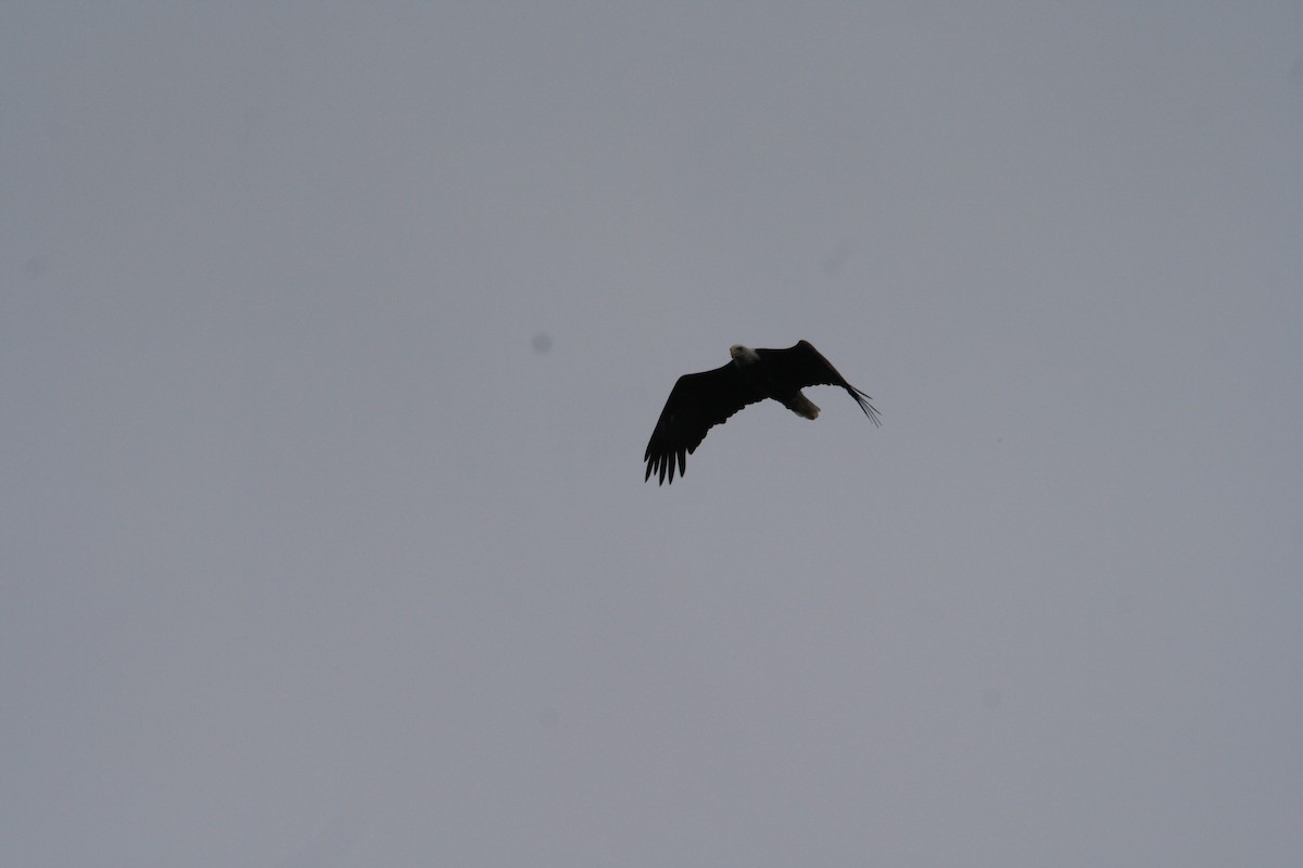 Bald Eagle - ML481462431