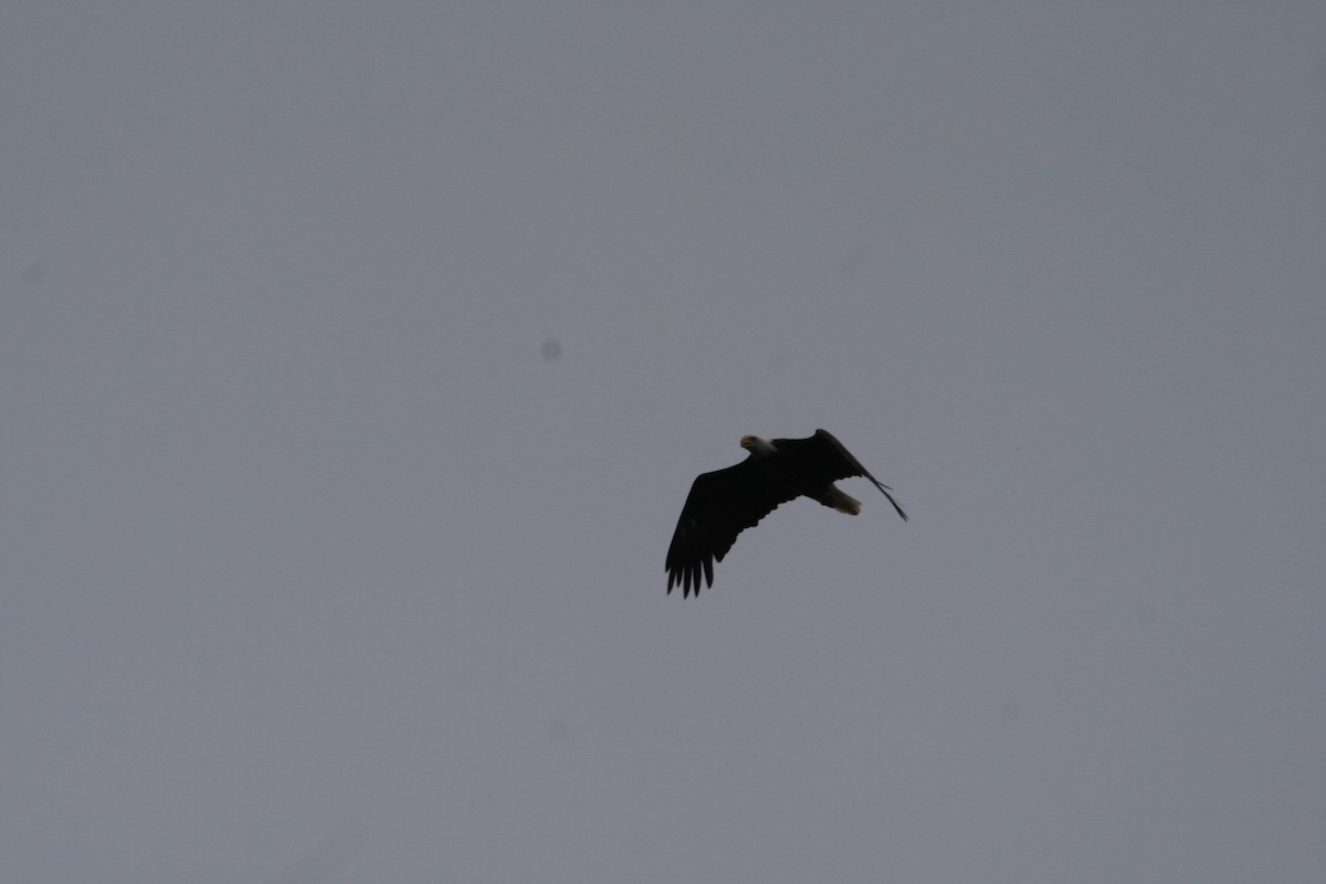 Bald Eagle - ML481462441