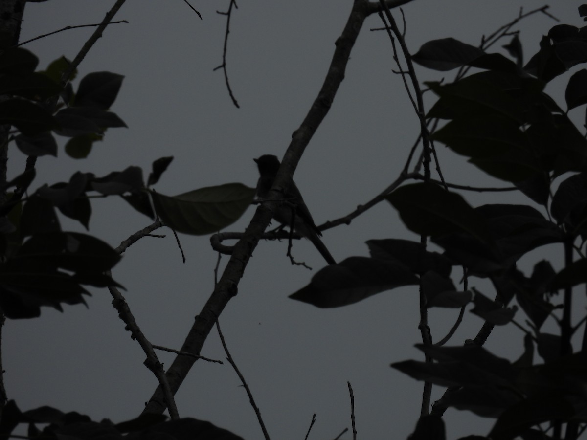 Eastern Phoebe - ML481462891