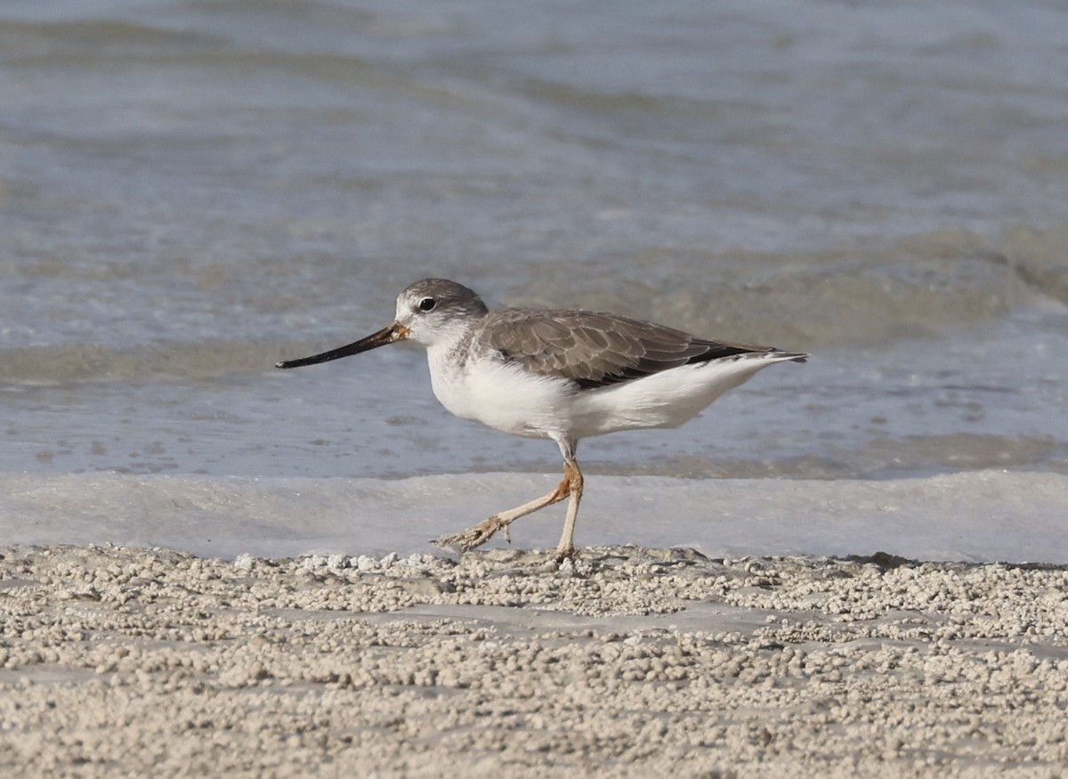 Terek Sandpiper - Ted Burkett