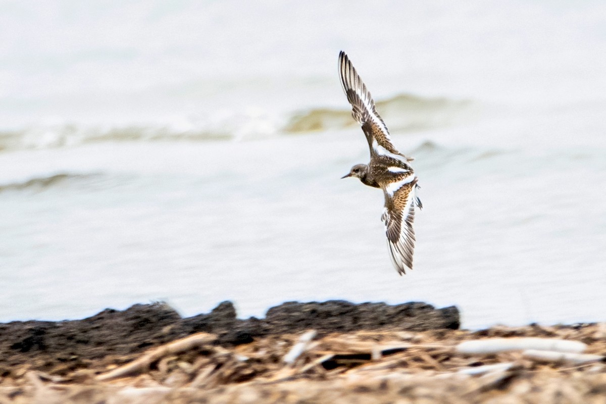 Ruddy Turnstone - ML481463501