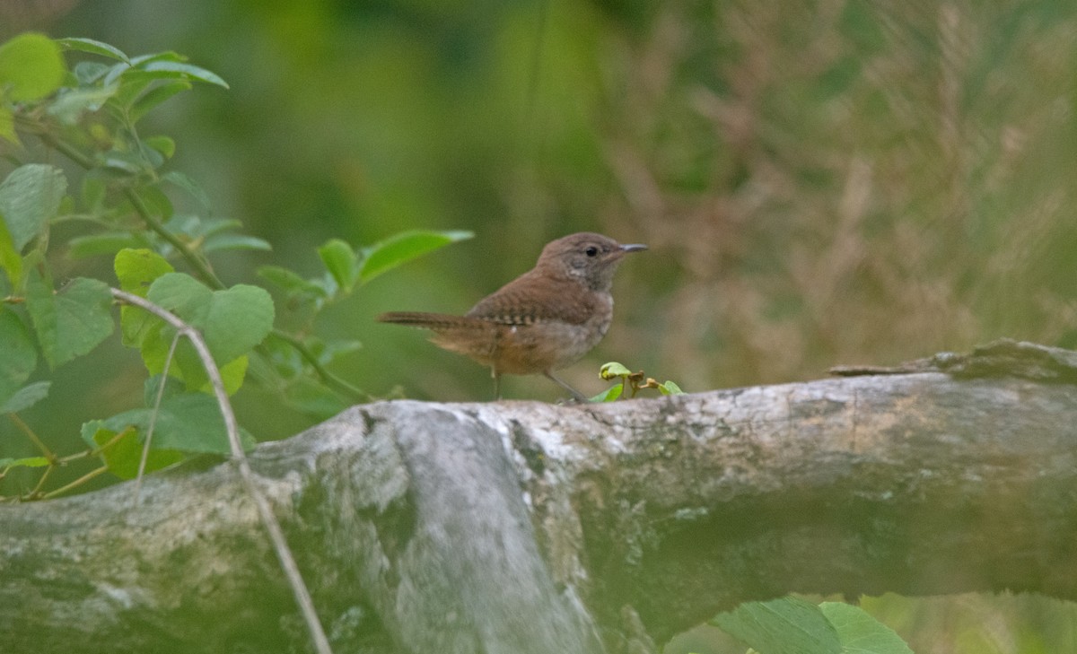 Northern House Wren - ML481465341