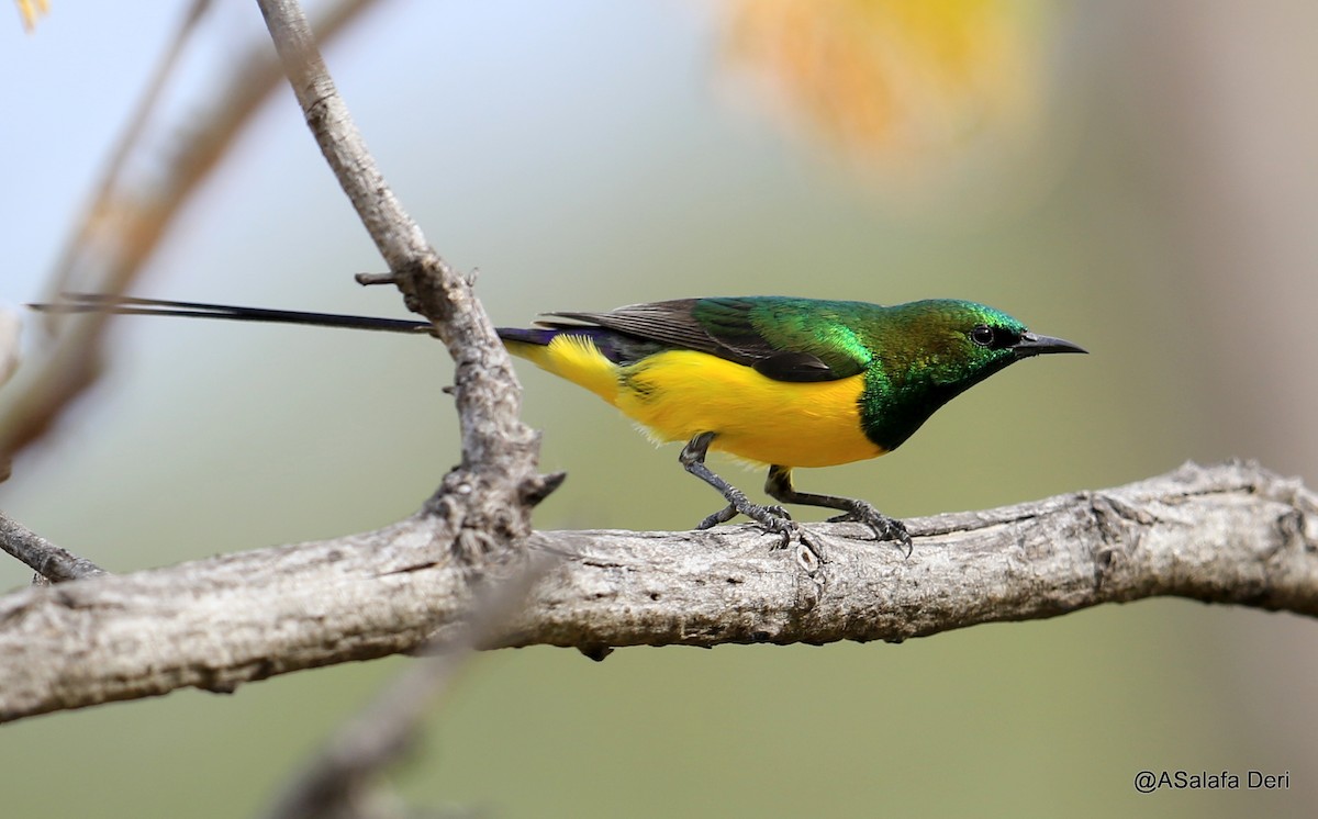 Pygmy Sunbird - Fanis Theofanopoulos (ASalafa Deri)
