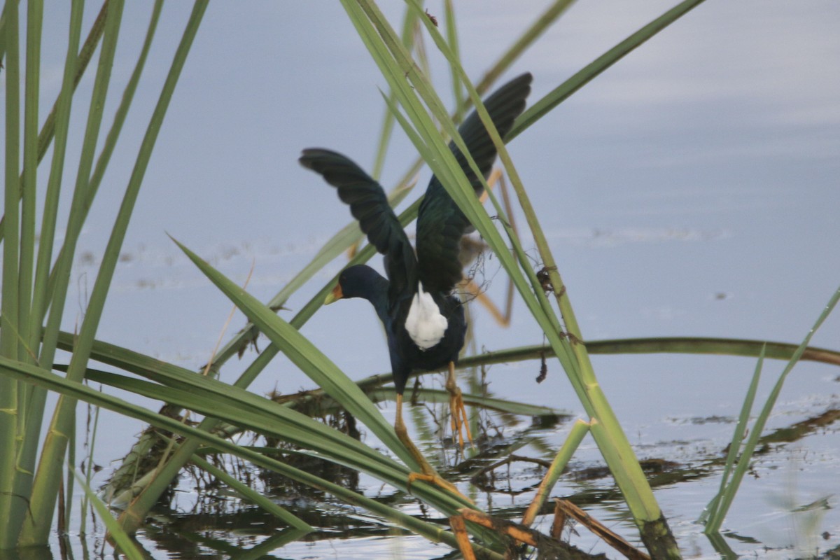 Purple Gallinule - ML481466101