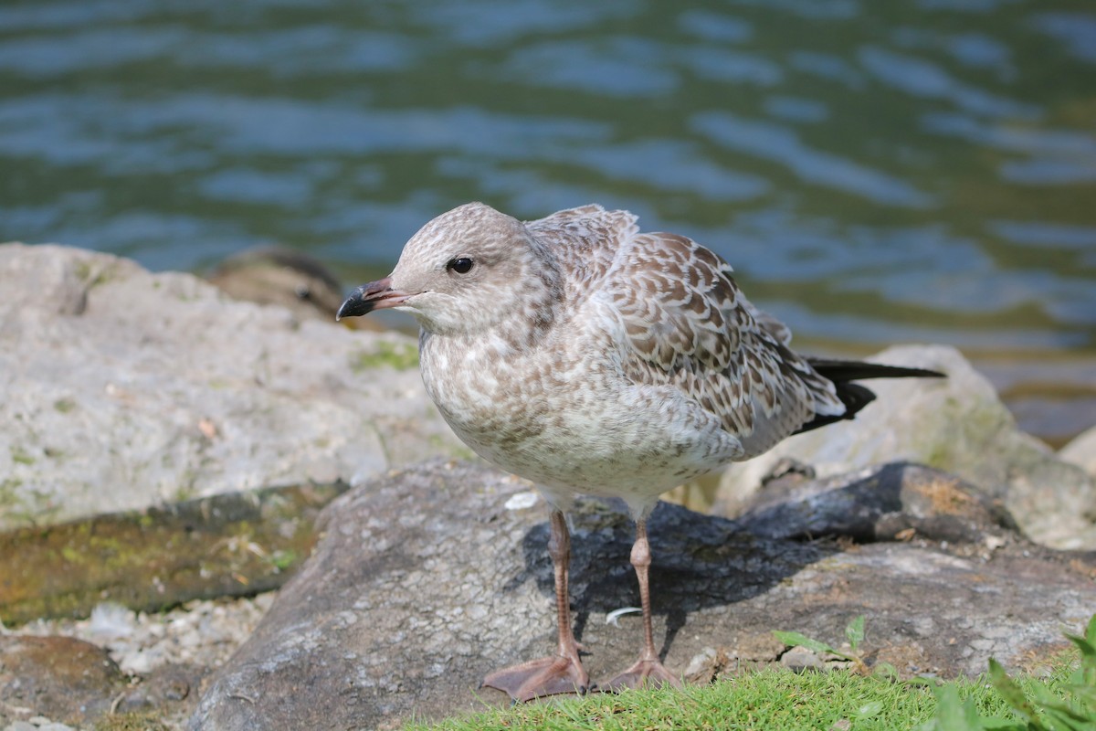 Ring-billed Gull - Plamen Peychev