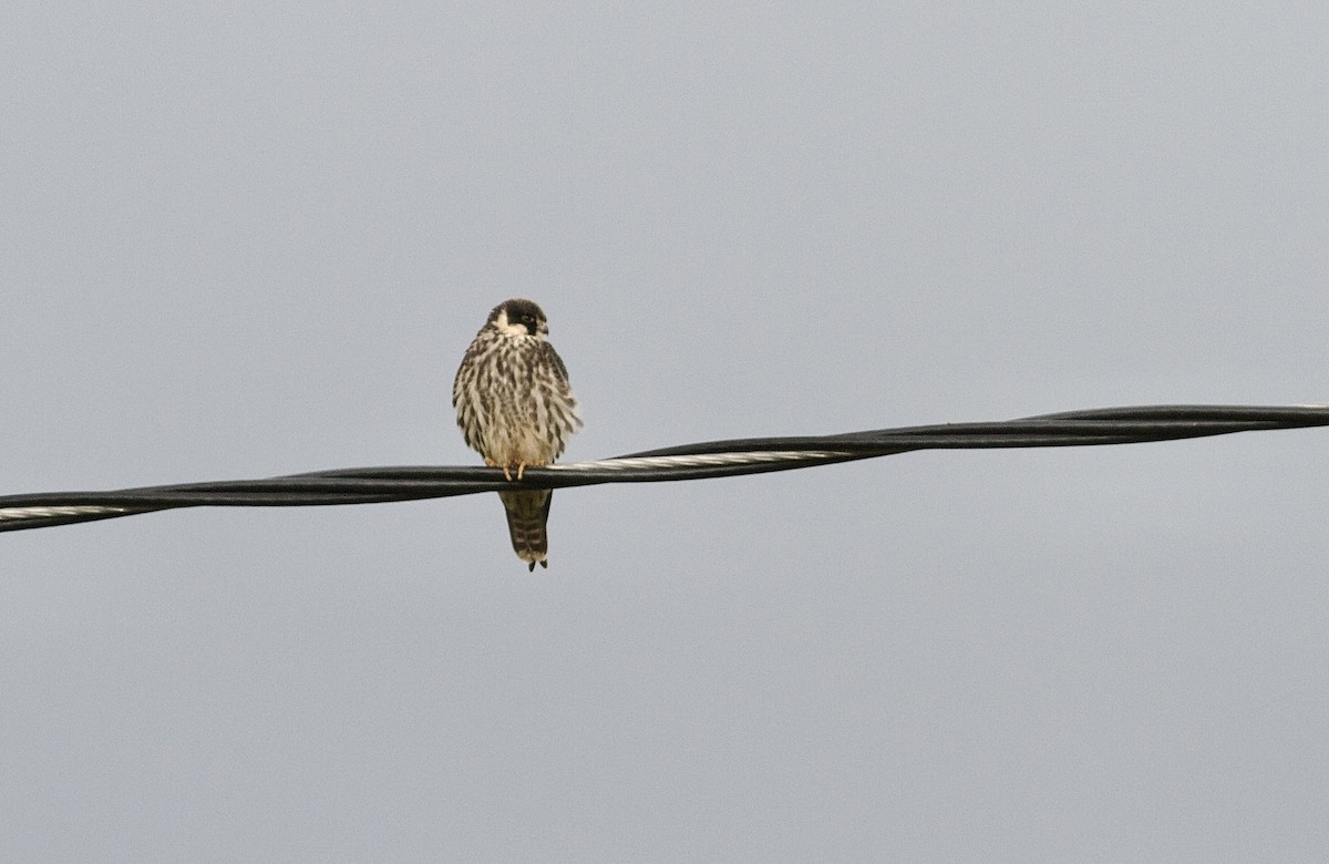 Eurasian Hobby - ML481467601