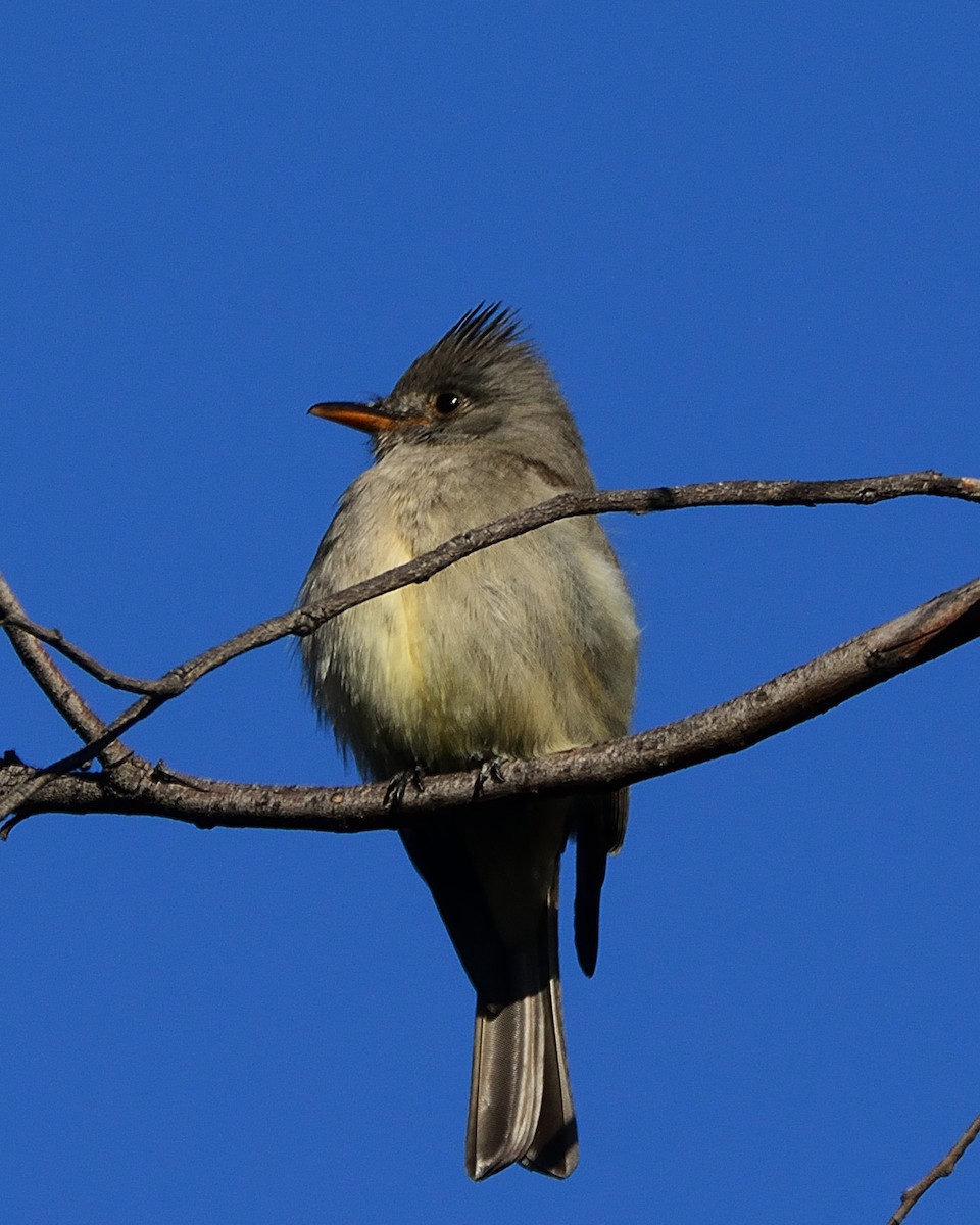 Greater Pewee - ML48146781