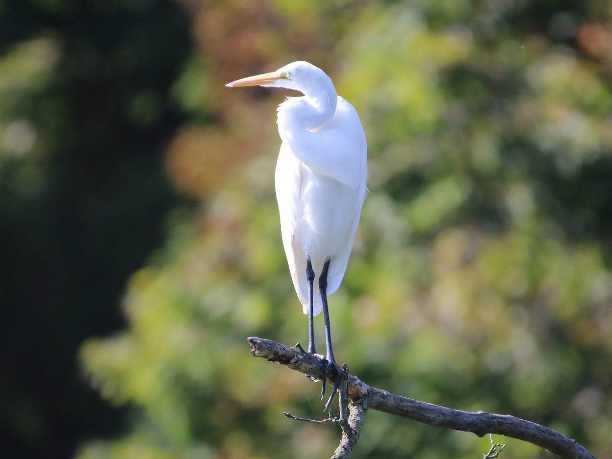 Great Egret - ML481467871