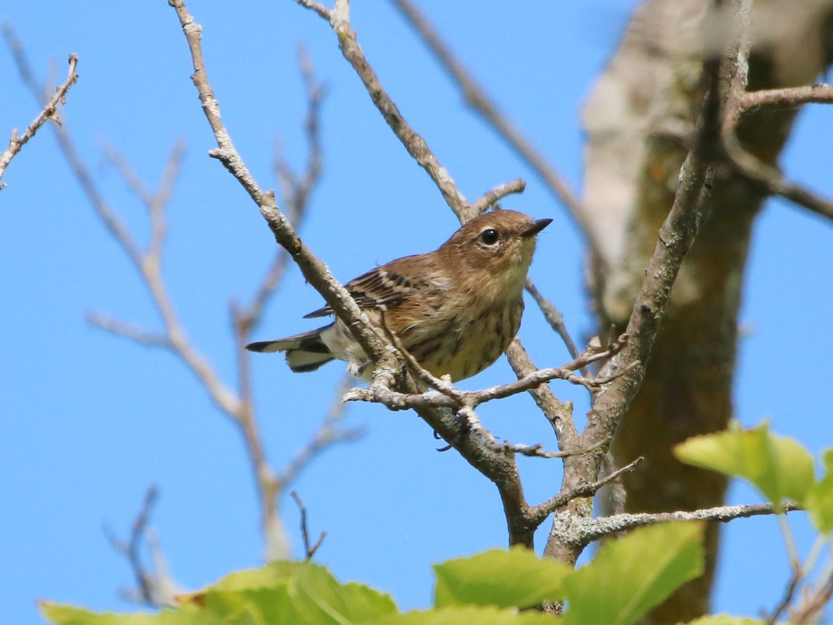 Yellow-rumped Warbler - ML481468601