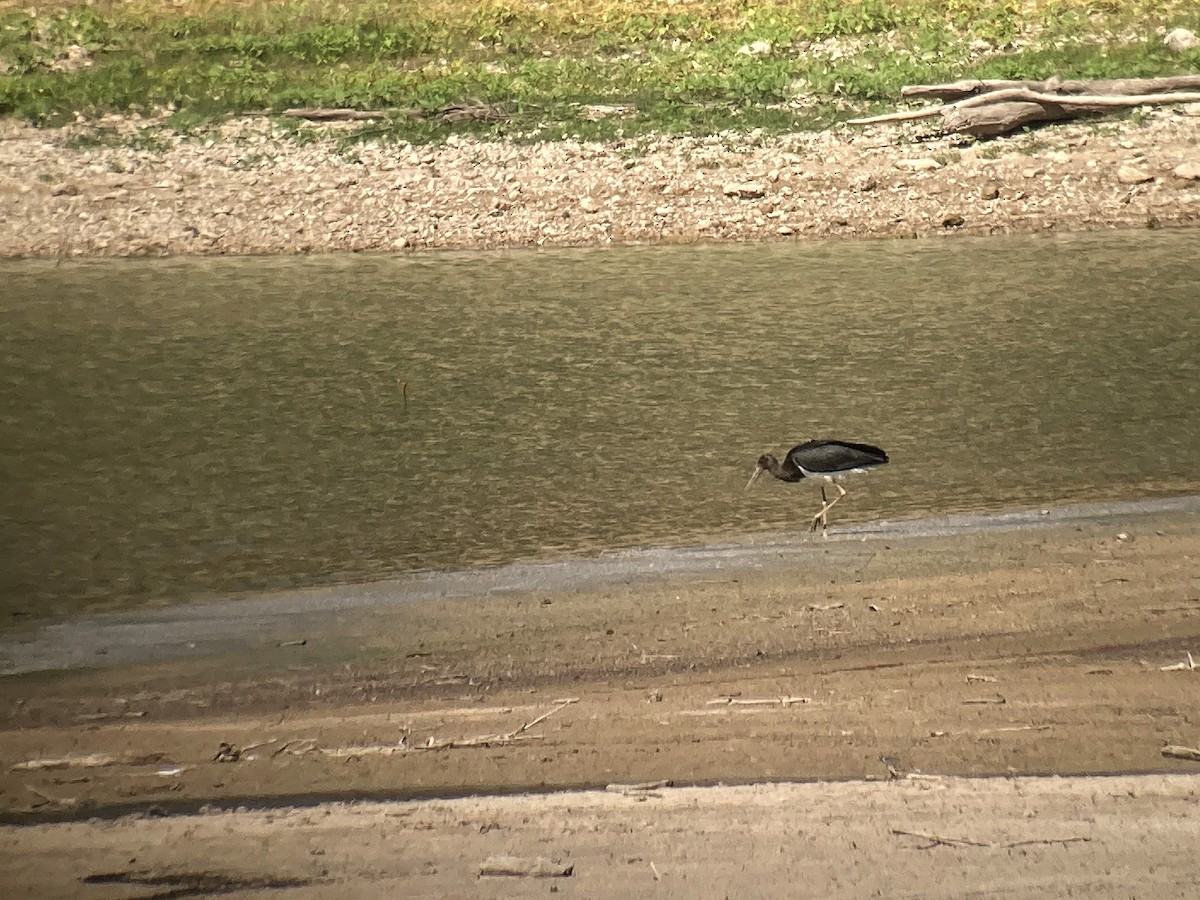 Black Stork - Juan Pérez