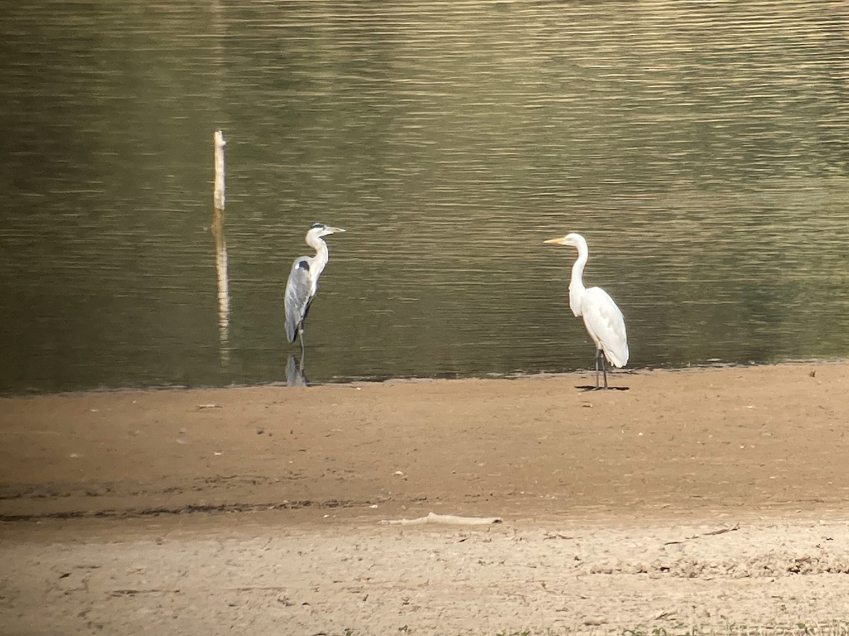 Great Egret - Juan Pérez