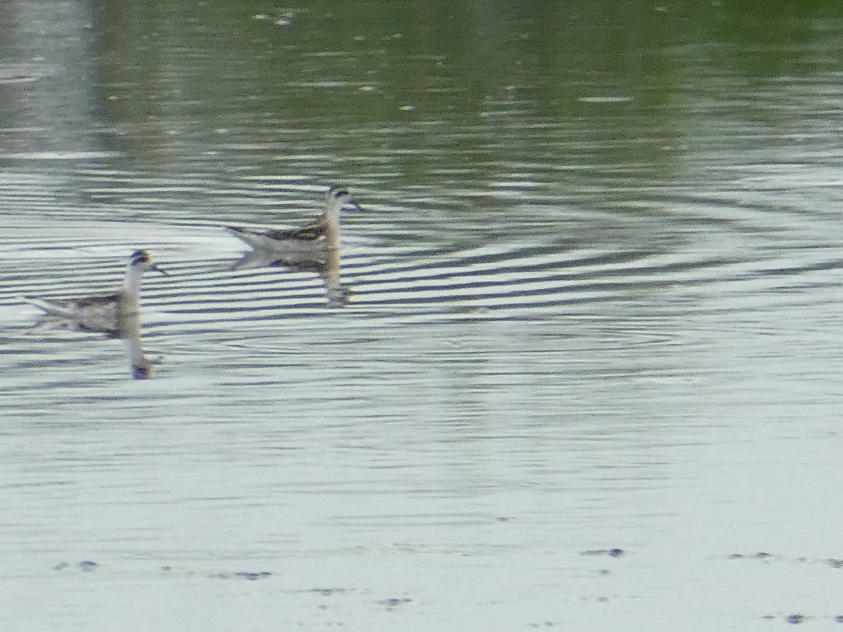 Red-necked Phalarope - ML481471591