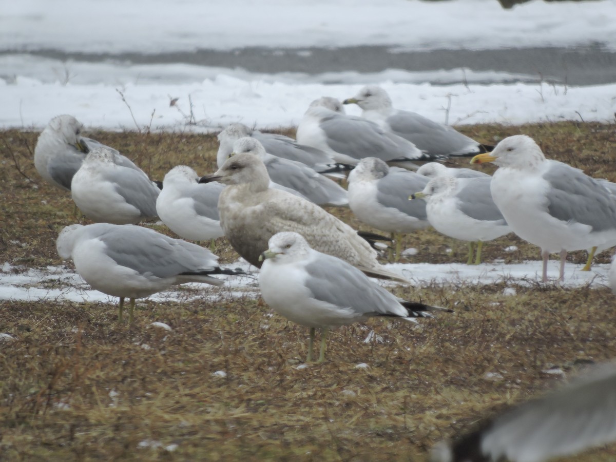 Iceland Gull (kumlieni) - ML48147271