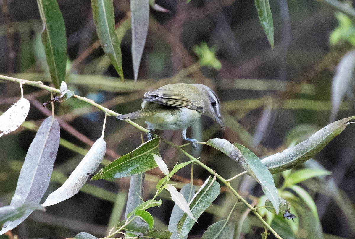Red-eyed Vireo - Henry  Trimpe