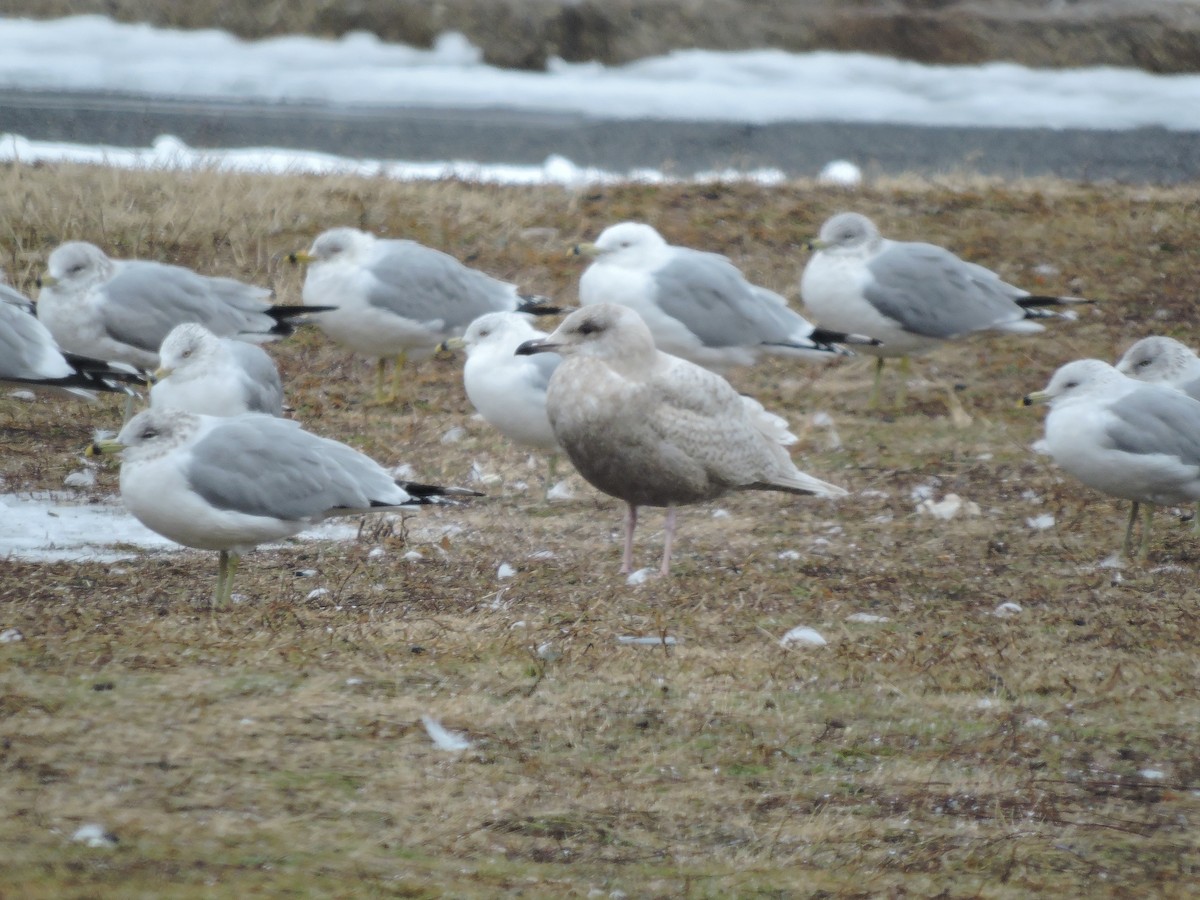 Iceland Gull (kumlieni) - ML48147281
