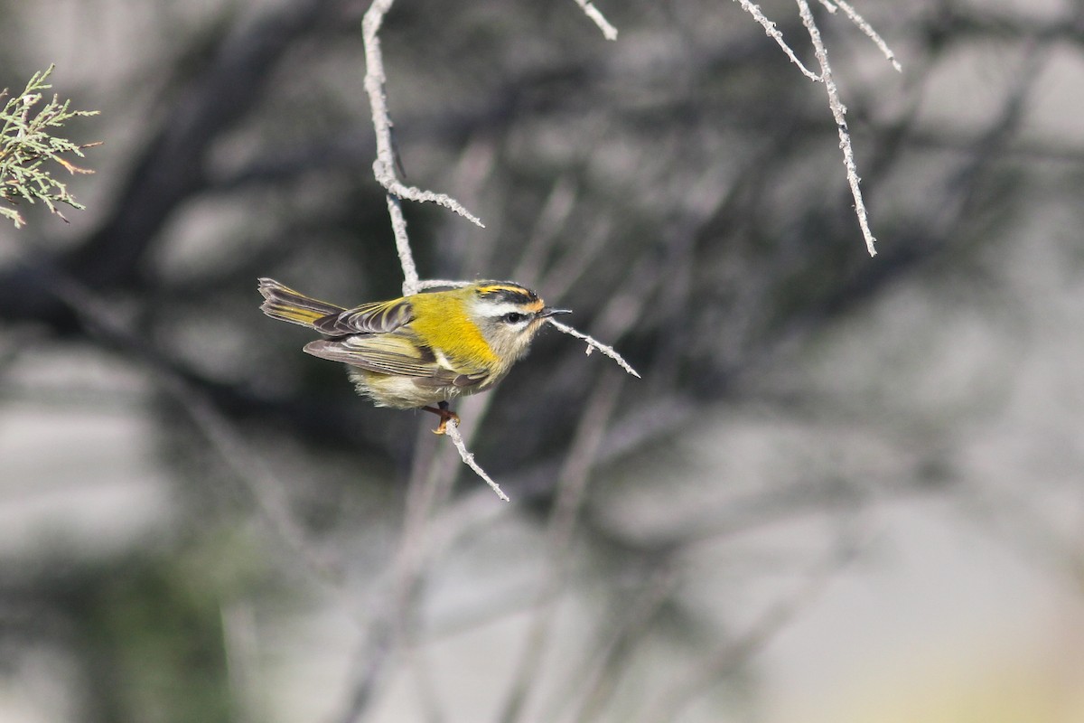 Common Firecrest - ML481472881