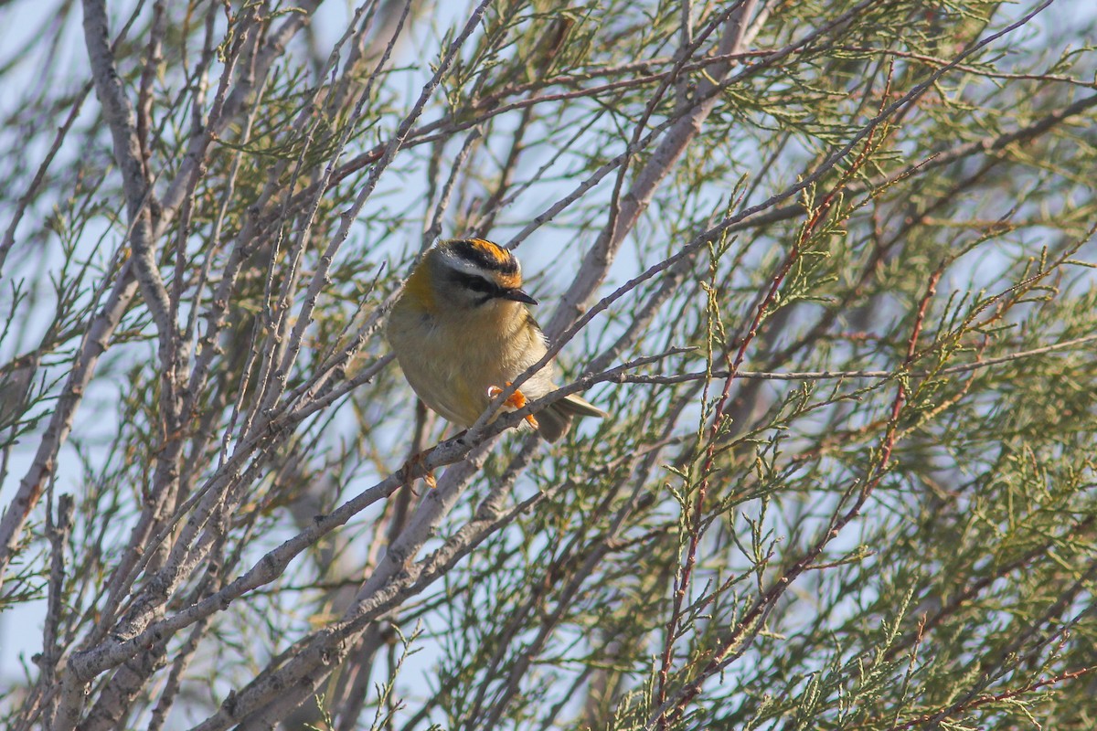Common Firecrest - ML481472891