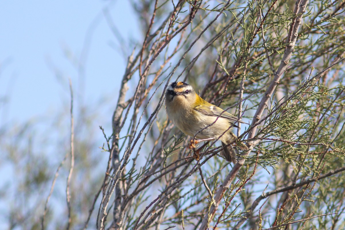 Common Firecrest - ML481472901