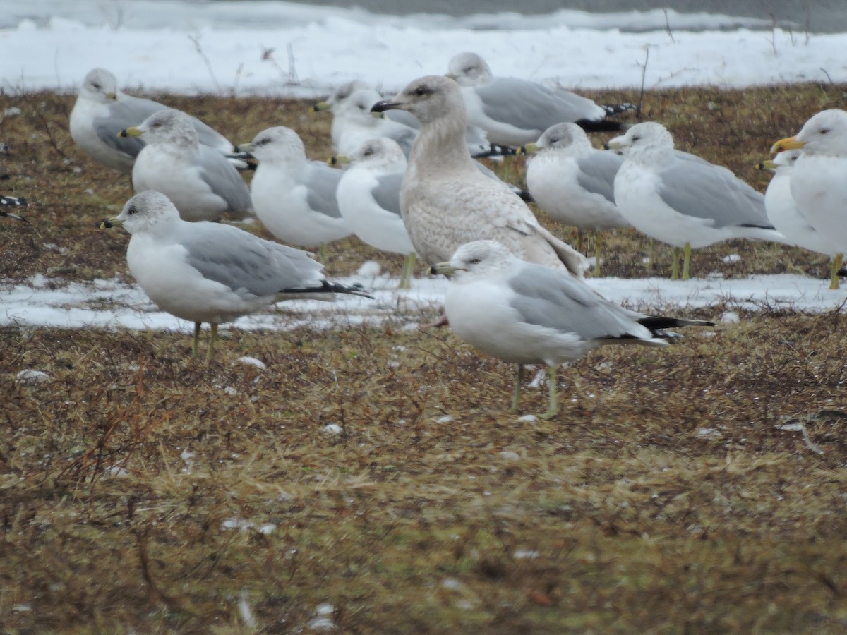 Iceland Gull (kumlieni) - ML48147291
