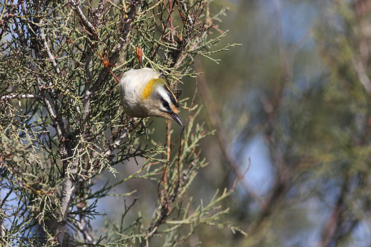 Common Firecrest - ML481472911