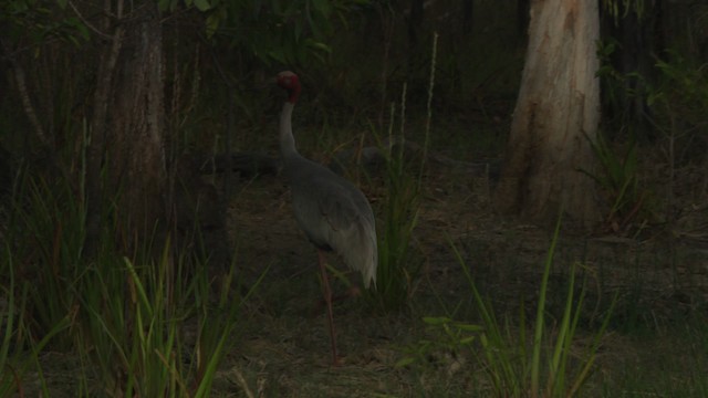 Sarus Crane - ML481473