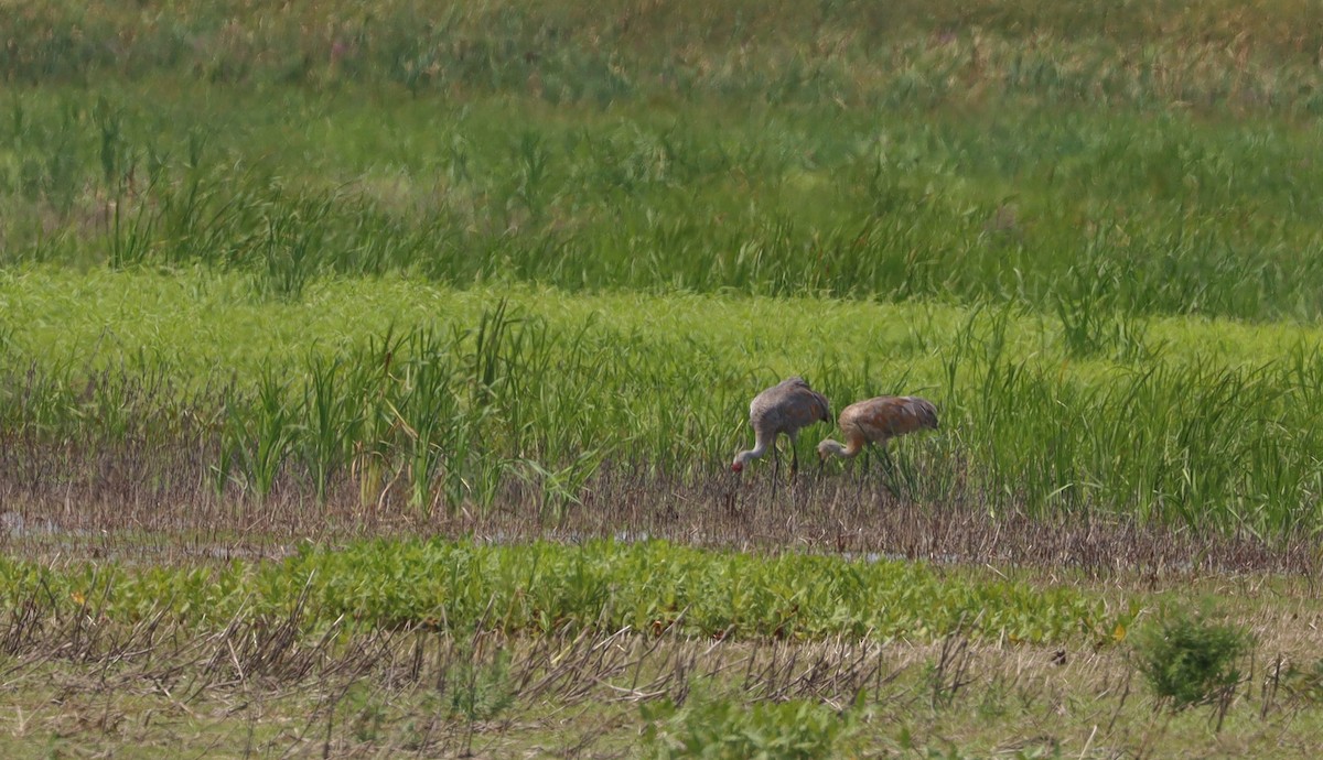 カナダヅル - ML481473001