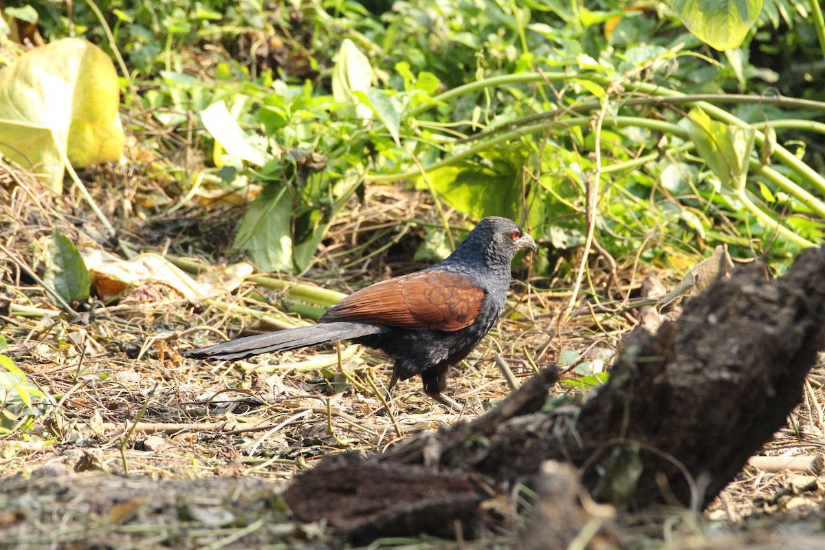 Grand Coucal - ML48147371