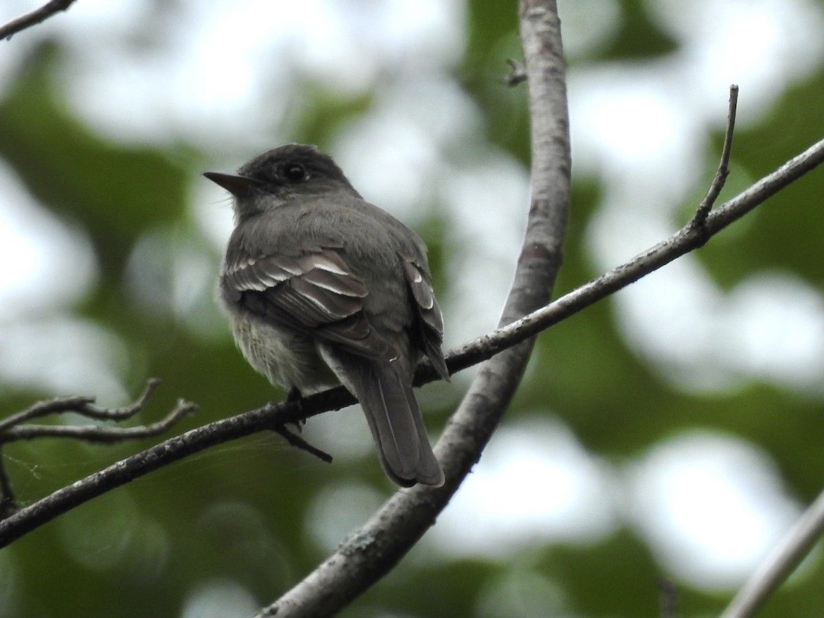 Eastern Wood-Pewee - ML481474601