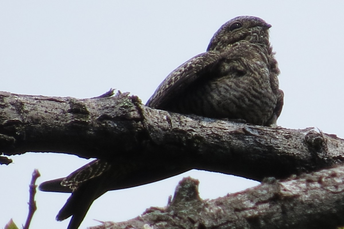 Common Nighthawk - ML48147521