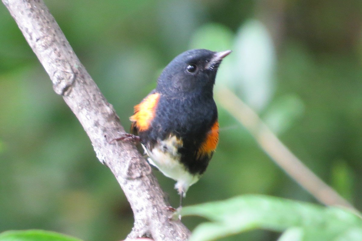 American Redstart - ML48147541