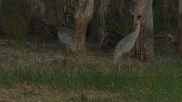 Sarus Crane - ML481476