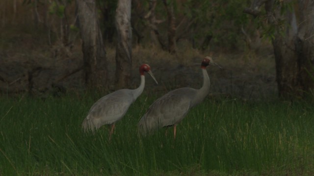 Grulla Sarus - ML481477