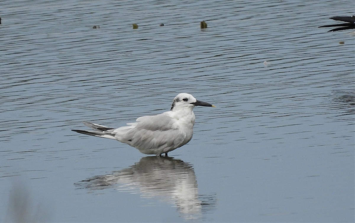 Sandwich Tern - ML481477621