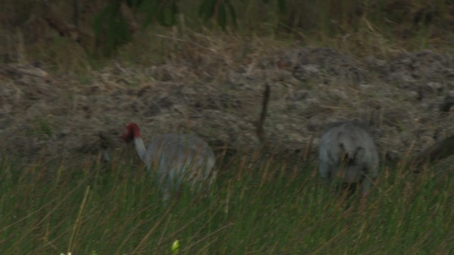 Sarus Crane - ML481478