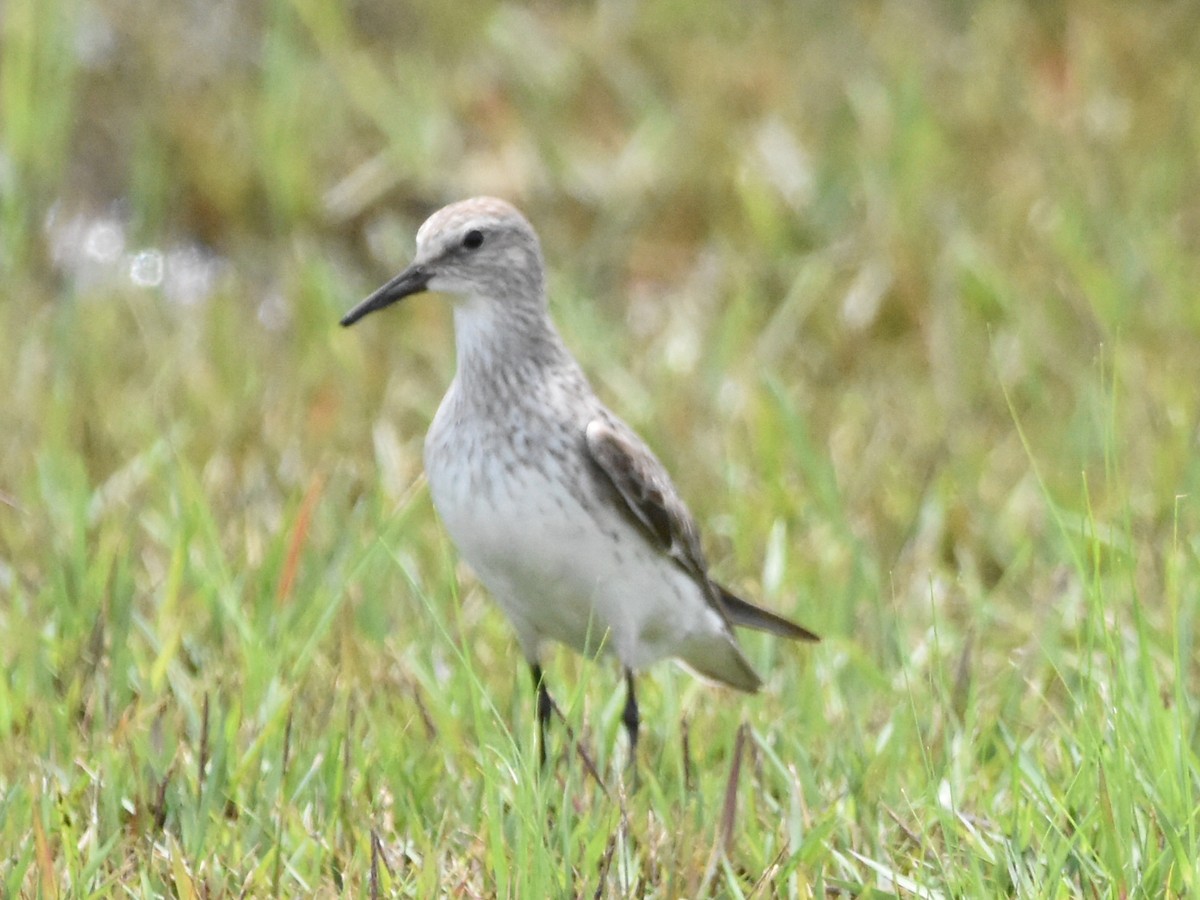 White-rumped Sandpiper - ML481478731