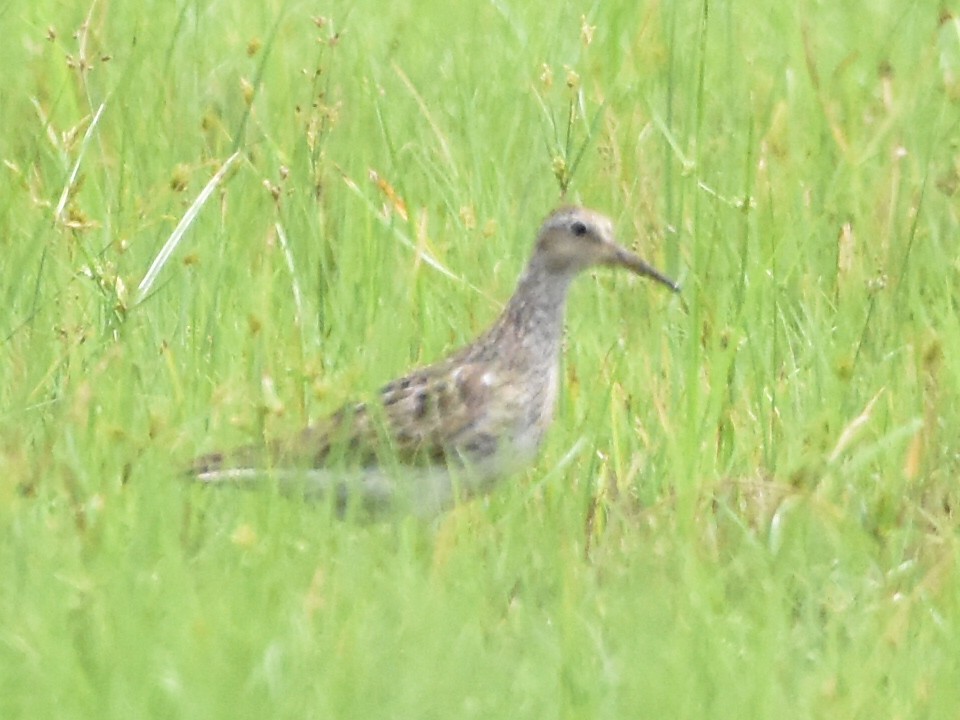 Pectoral Sandpiper - ML481478841