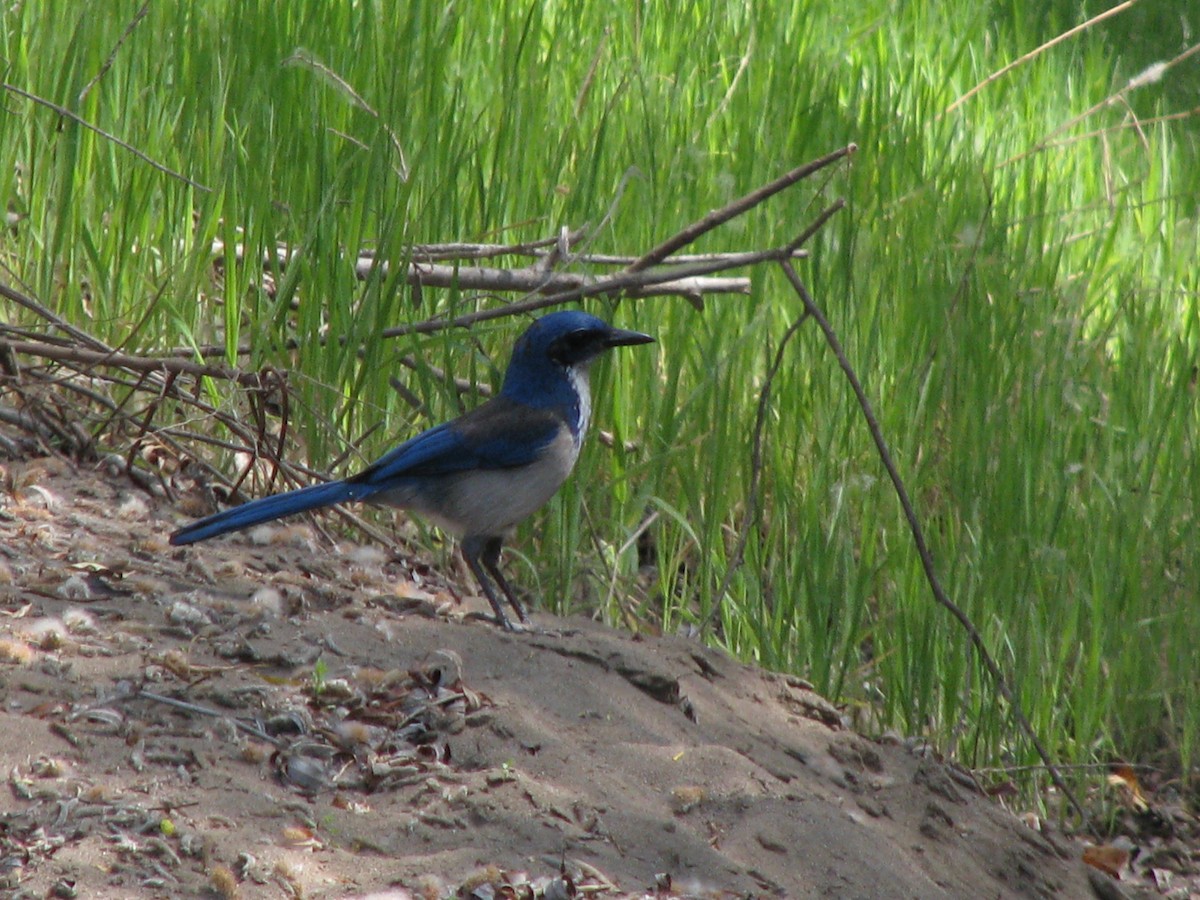 Island Scrub-Jay - Diane Pettey