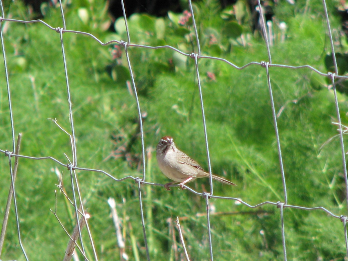 Rufous-crowned Sparrow - Diane Pettey