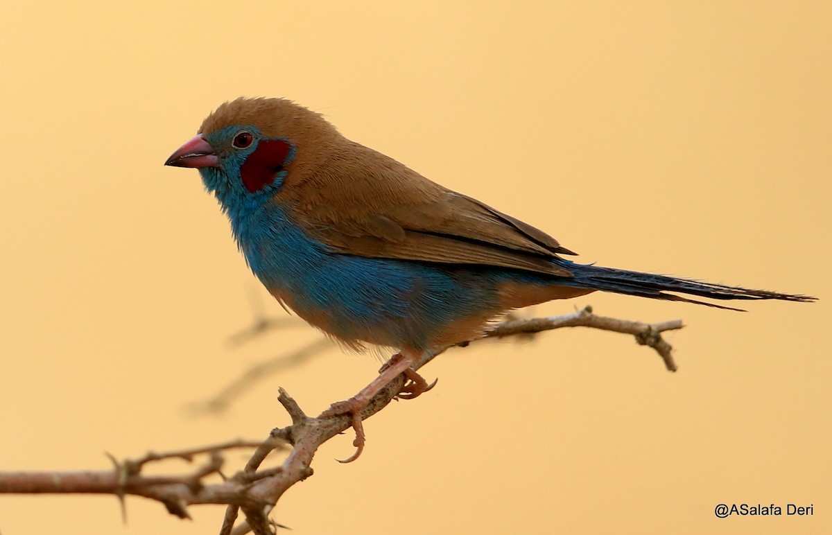 Red-cheeked Cordonbleu - ML481480101