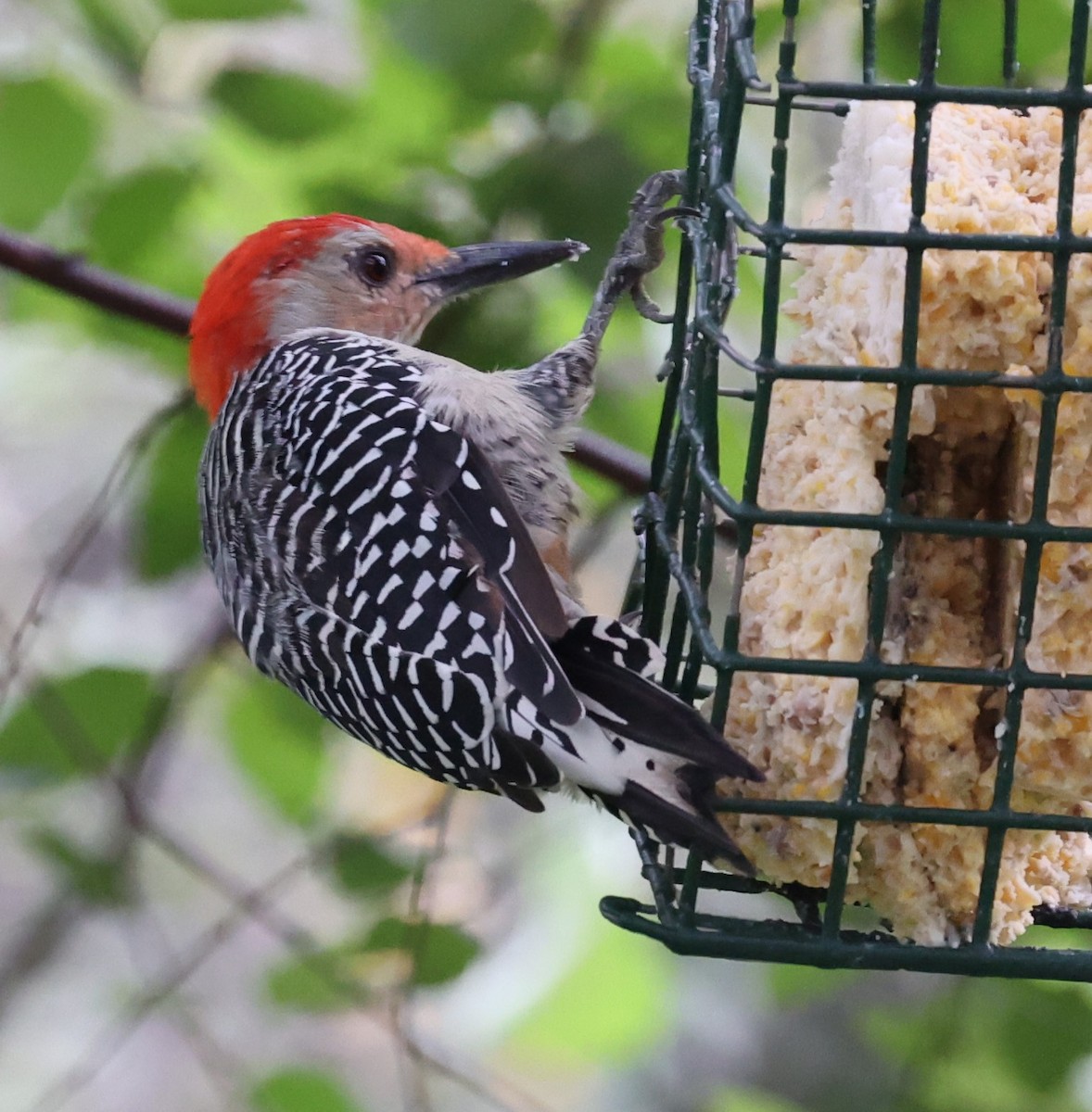 Red-bellied Woodpecker - ML481480281
