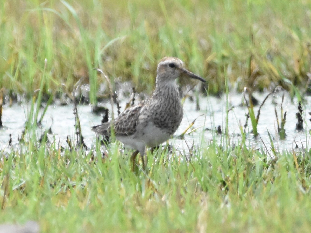 Pectoral Sandpiper - ML481480691