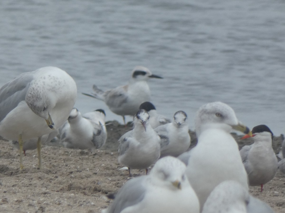 Forster's Tern - ML481480791