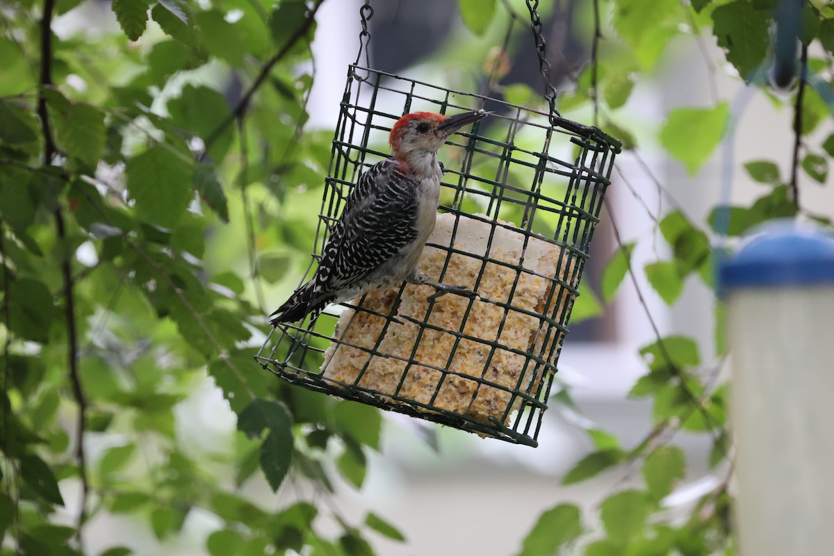 Red-bellied Woodpecker - ML481480911