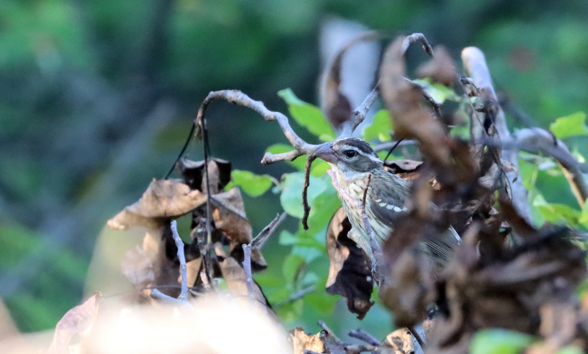 Rose-breasted Grosbeak - ML481484441